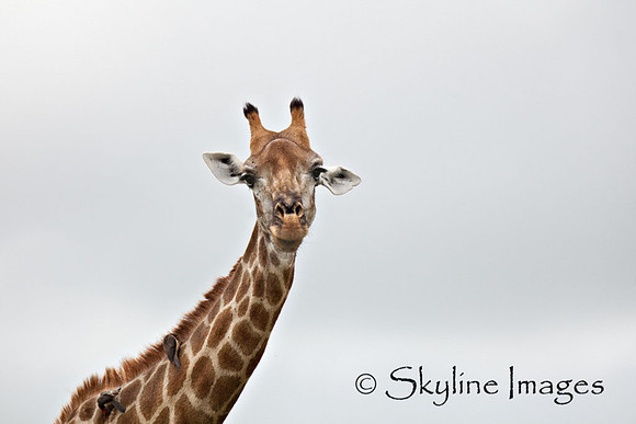 Giraffe, Sabi Sands, South Africa