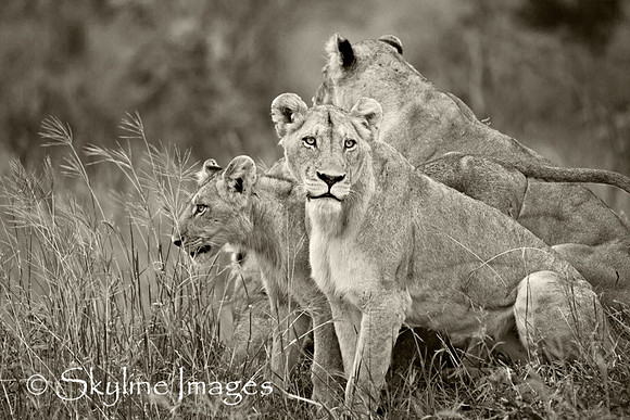 Female Lions, Sabi Sands, South Africa
