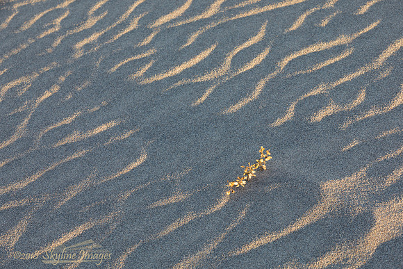 Death Valley National Park CA