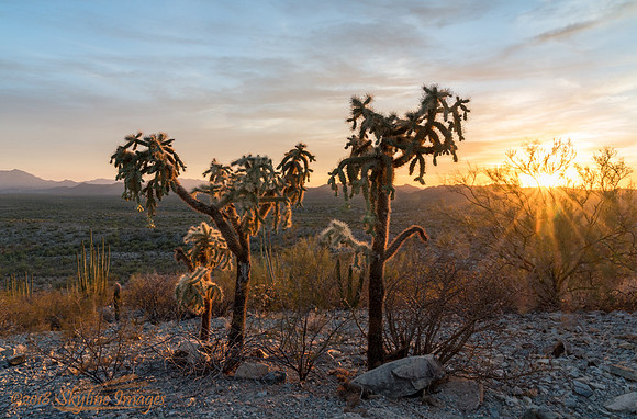 Organ Pipe Cactus National Monument