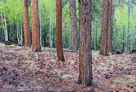 Kaibab National Forest Arizona