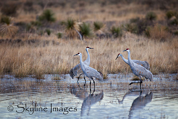 Sandhill Cranes