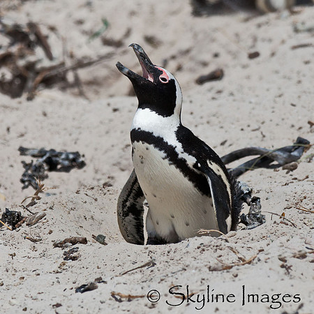 African Penguin