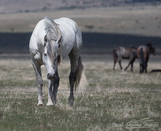 Western Utah Wild Mustangs