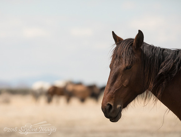 Western Utah Wild Mustangs