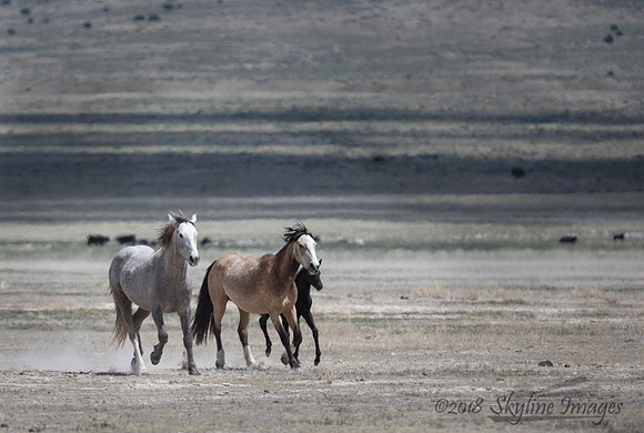 Western Utah Wild Mustangs