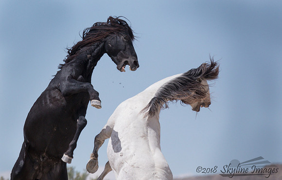 Western Utah Wild Mustangs