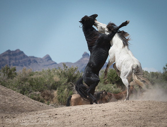 Western Utah Wild Mustangs