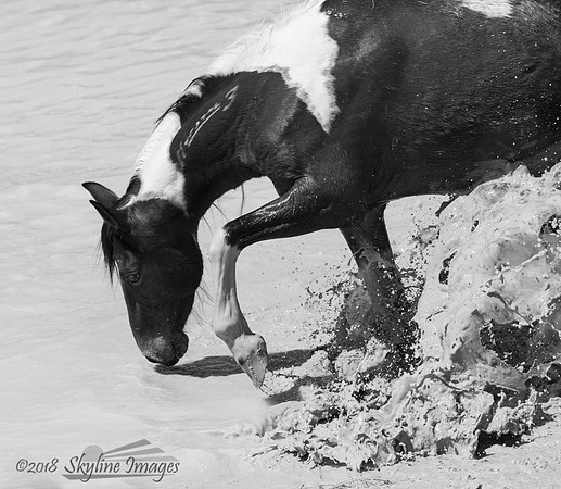 Western Utah Wild Mustangs