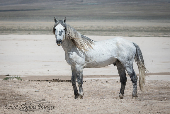 Western Utah Wild Mustangs