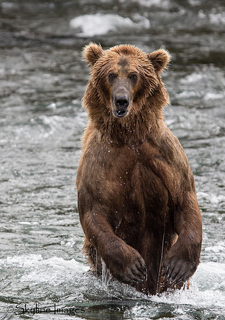 Brown Bear, Katmai NP, Alaska