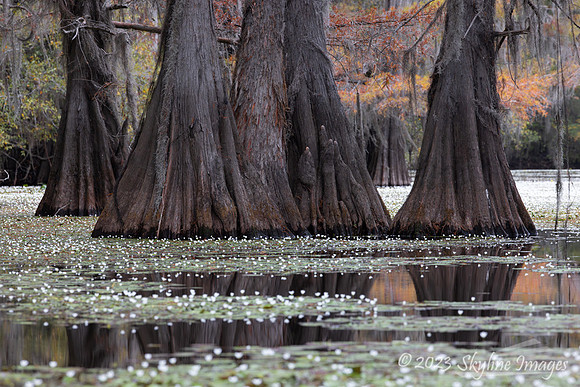 East Texas