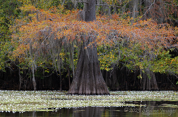 East Texas