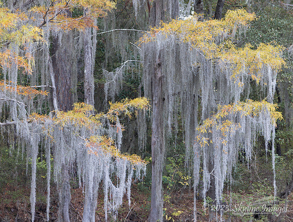 East Texas