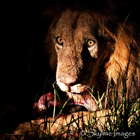 Male Lion with a Kill, Sabi Sands, South Africa