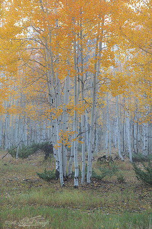 Kaibab National Forest Arizona