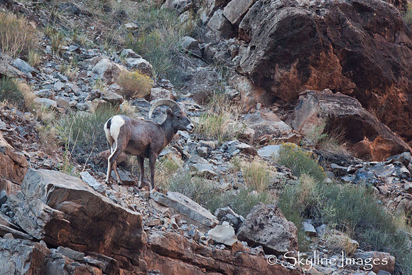 Bighorn Sheep