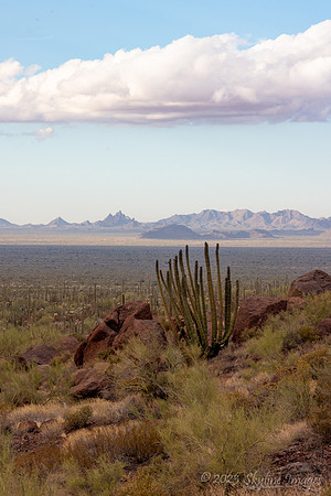 Organ Pipe Cactus National Monument