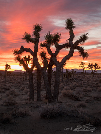 Death Valley National Park CA