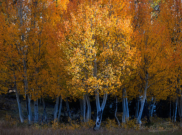Kaibab National Forest