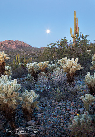 Organ Pipe Cactus National Monument Arizona