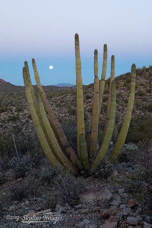 Organ Pipe Cactus National Monument Arizona