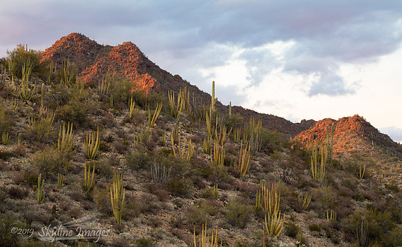 Organ Pipe Cactus National Monument Arizona