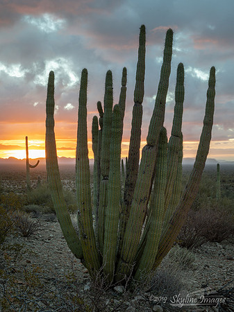 Organ Pipe Cactus National Monument Arizona