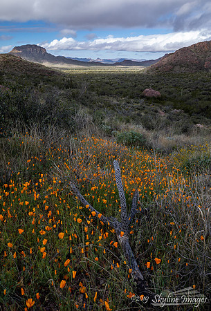 Organ Pipe Cactus National Monument Arizona