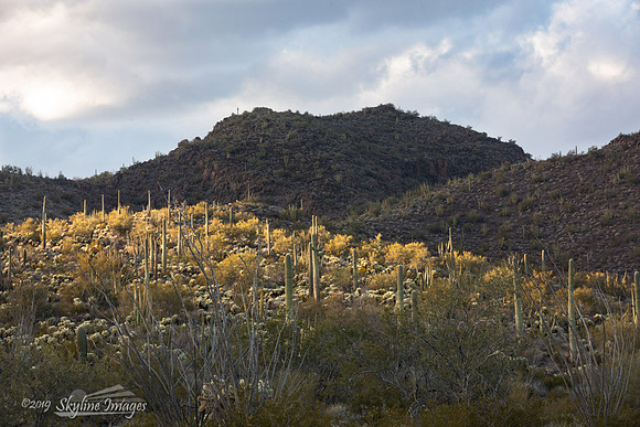 Organ Pipe Cactus National Monument Arizona