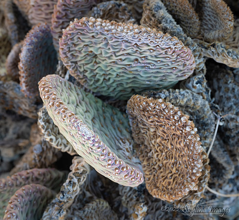 Mojave Trails National Monument