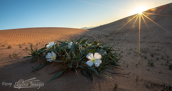 Mojave Desert, California