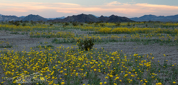 Mojave Desert, California