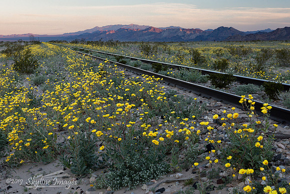 Mojave Desert, California