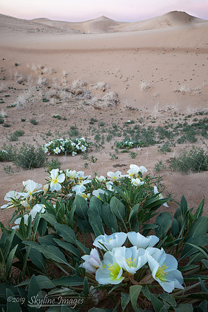 Mojave Desert, California
