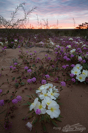 Mojave Desert, Arizona