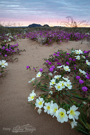 Mojave Desert, Arizona