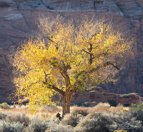 Snow Canyon Utah