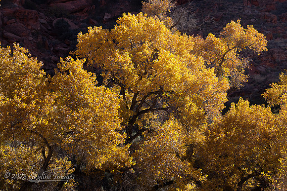 Snow Canyon Utah