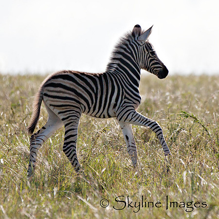 Young Burchell's Zebra, Sabi Sands, South Africa