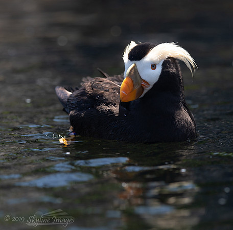 Puffin; Oregon Coastal Aquarium, Newport