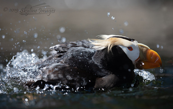 Puffin; Oregon Coastal Aquarium, Newport
