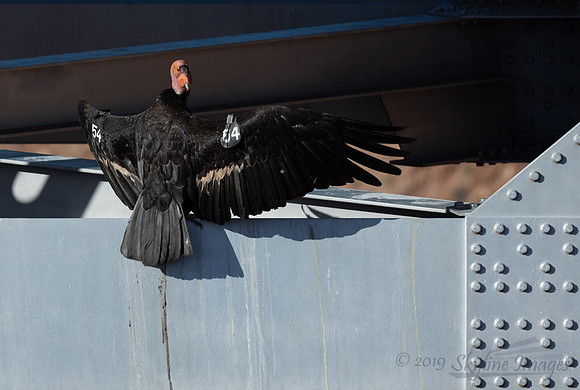 California Condor, Navajo Bridge, Arizona