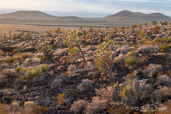 Mojave National Preserve California