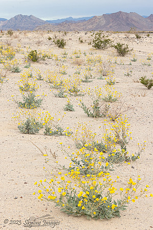 Mojave Trails National Monument California