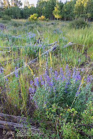 Fishlake National Forest, Utah