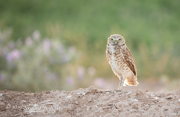 Burrowing Owl