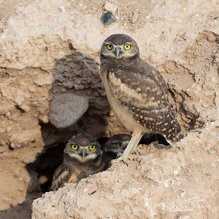 Burrowing Owl Family