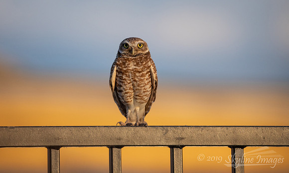 Burrowing Owl