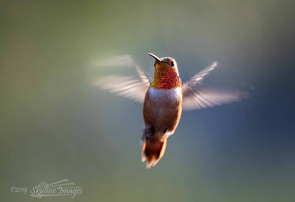 White Mountains, Arizona. Angel